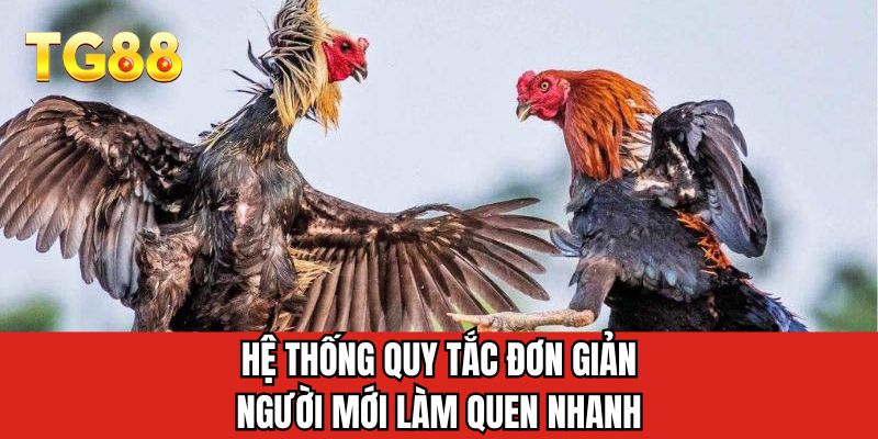 Hệ thống quy tắc đơn giản người mới làm quen nhanh